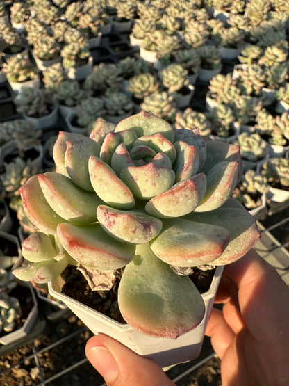 AS18 Sedeveria ‘Pudgye’(Pot size 2.6in)/Echeveria/Variegated Natural Live Plants Succulents