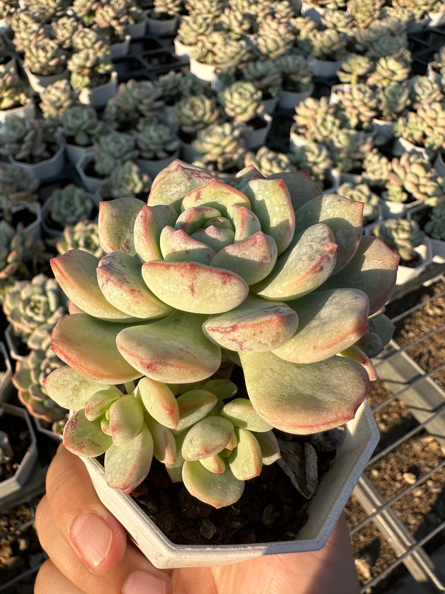 AS18 Sedeveria ‘Pudgye’(Pot size 2.6in)/Echeveria/Variegated Natural Live Plants Succulents