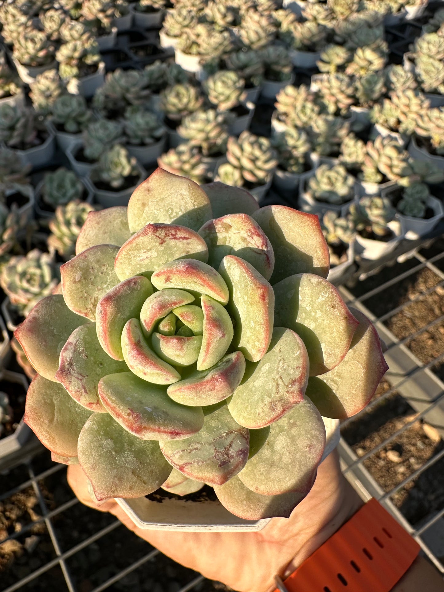 AS18 Sedeveria ‘Pudgye’(Pot size 2.6in)/Echeveria/Variegated Natural Live Plants Succulents