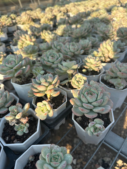 AS18 Sedeveria ‘Pudgye’(Pot size 2.6in)/Echeveria/Variegated Natural Live Plants Succulents