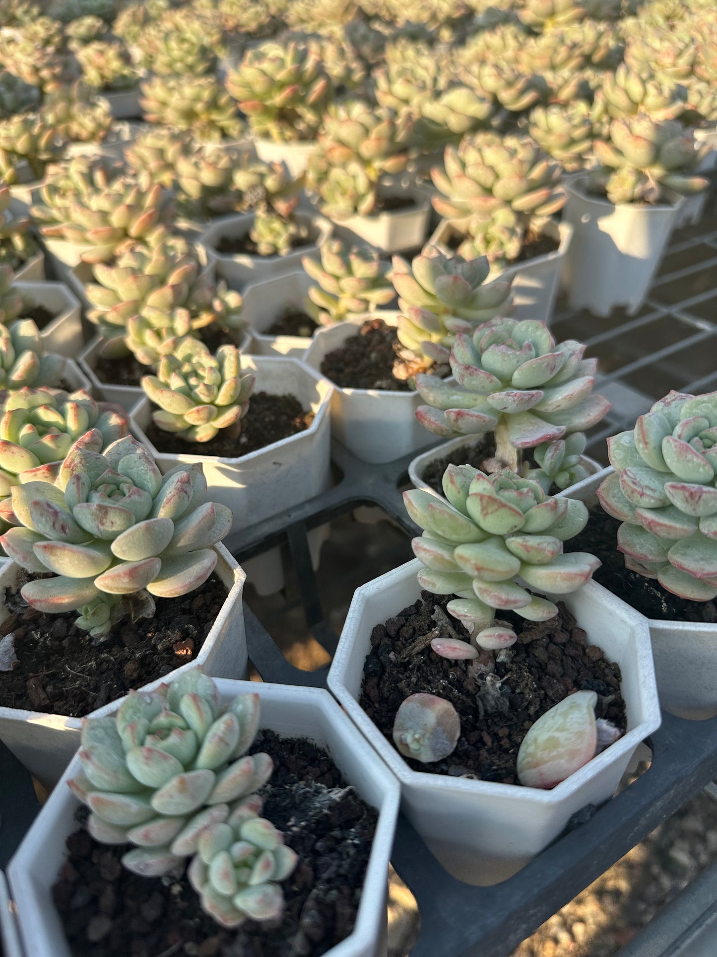 AS18 Sedeveria ‘Pudgye’(Pot size 2.6in)/Echeveria/Variegated Natural Live Plants Succulents