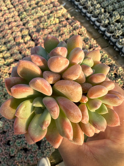 AS19 Spotted deer cluster(Pot size 2.6in)/Echeveria/Variegated Natural Live Plants Succulents