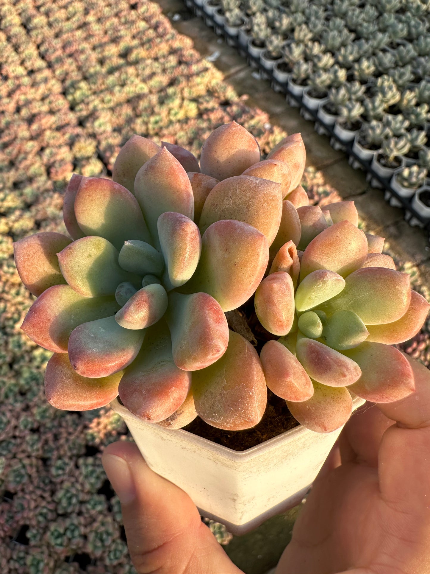 AS19 Spotted deer cluster(Pot size 2.6in)/Echeveria/Variegated Natural Live Plants Succulents