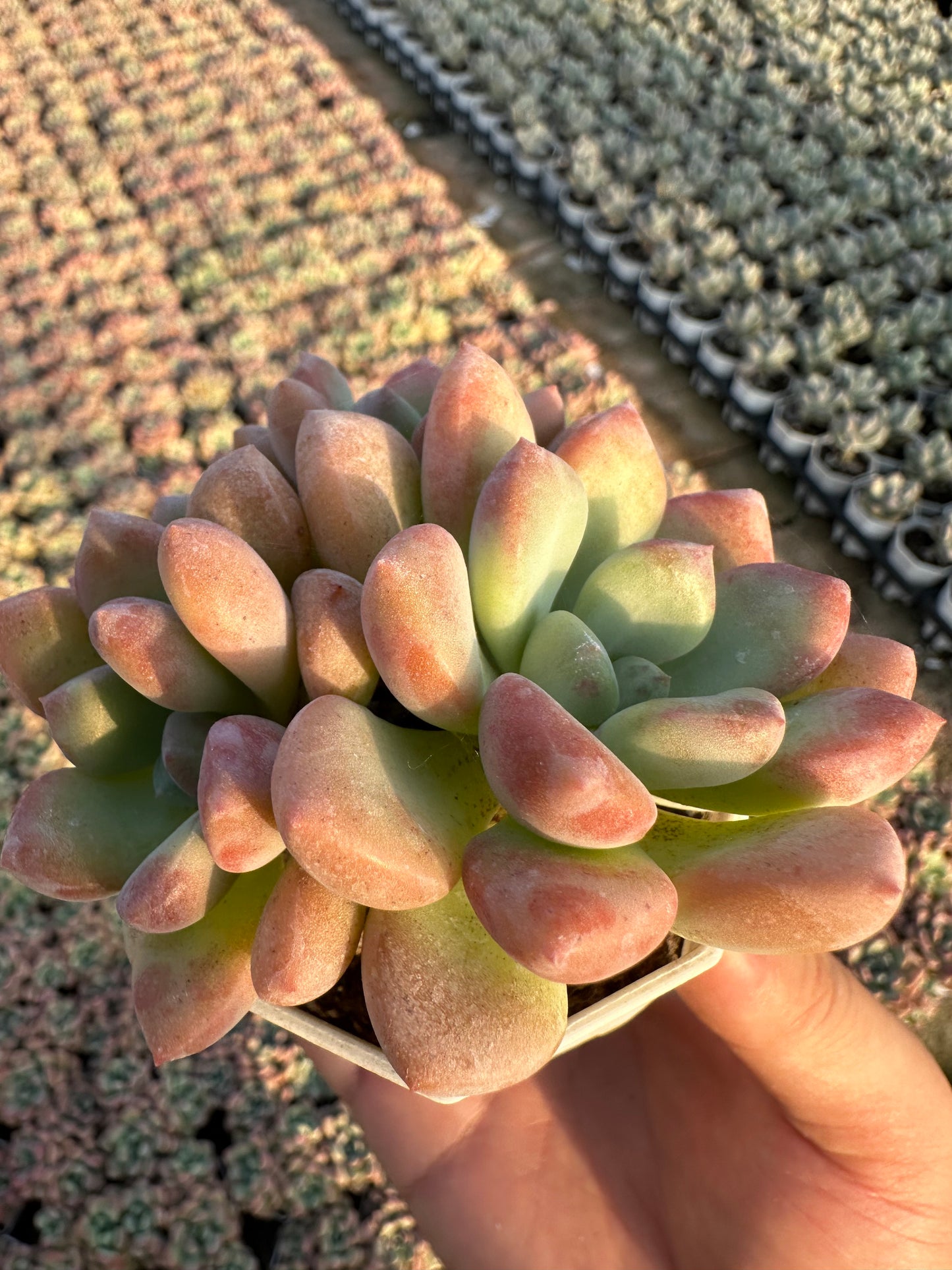 AS19 Spotted deer cluster(Pot size 2.6in)/Echeveria/Variegated Natural Live Plants Succulents