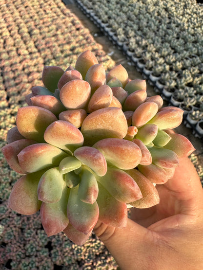 AS19 Spotted deer cluster(Pot size 2.6in)/Echeveria/Variegated Natural Live Plants Succulents