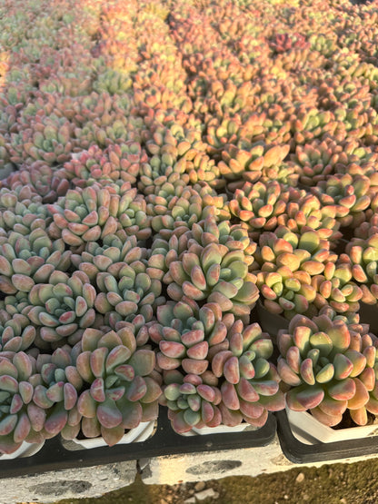 AS19 Spotted deer cluster(Pot size 2.6in)/Echeveria/Variegated Natural Live Plants Succulents