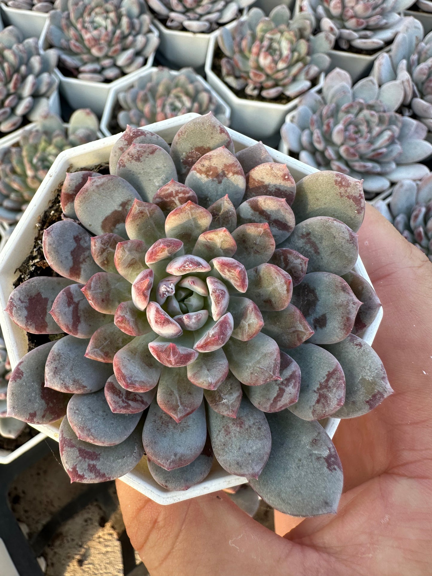 AS20 Echeveria laui x lindsayana(Pot size 2.6in)/Echeveria/Variegated Natural Live Plants Succulents