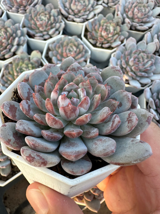 AS20 Echeveria laui x lindsayana(Pot size 2.6in)/Echeveria/Variegated Natural Live Plants Succulents