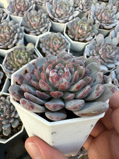 AS20 Echeveria laui x lindsayana(Pot size 2.6in)/Echeveria/Variegated Natural Live Plants Succulents