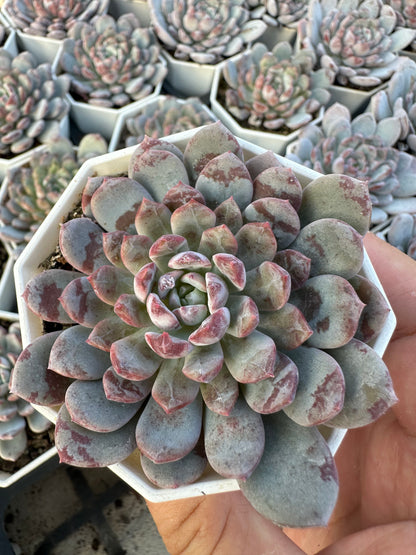 AS20 Echeveria laui x lindsayana(Pot size 2.6in)/Echeveria/Variegated Natural Live Plants Succulents