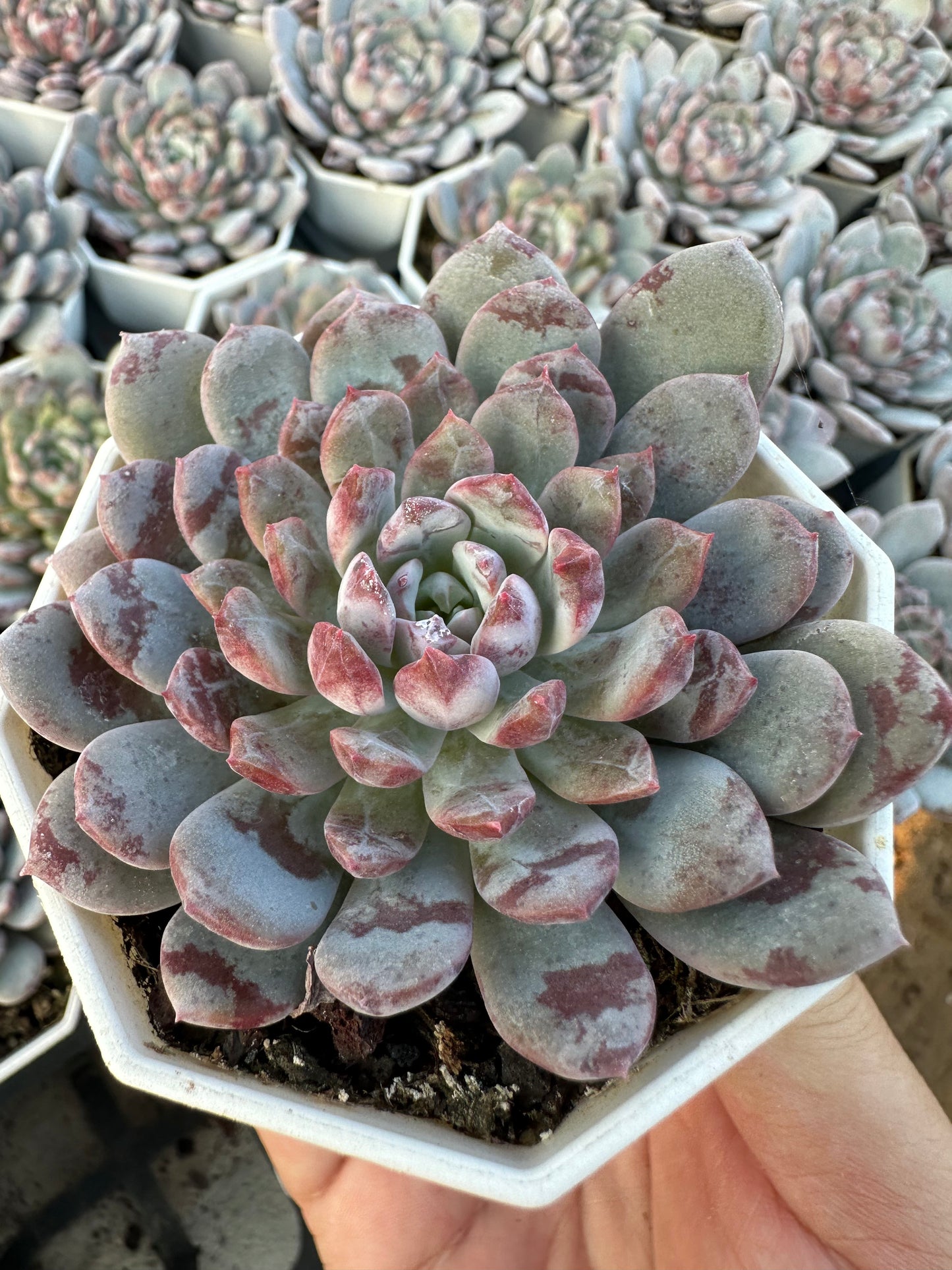 AS20 Echeveria laui x lindsayana(Pot size 2.6in)/Echeveria/Variegated Natural Live Plants Succulents