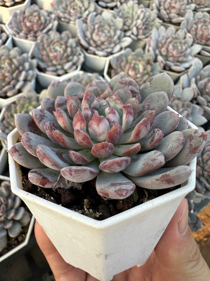 AS20 Echeveria laui x lindsayana(Pot size 2.6in)/Echeveria/Variegated Natural Live Plants Succulents