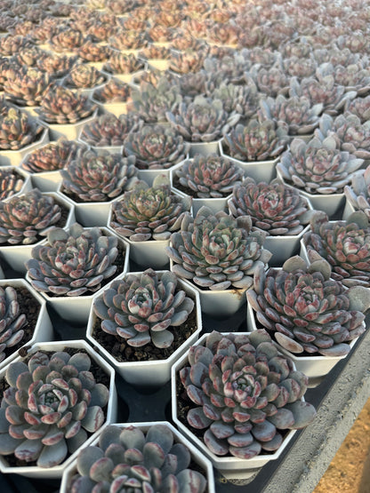 AS20 Echeveria laui x lindsayana(Pot size 2.6in)/Echeveria/Variegated Natural Live Plants Succulents