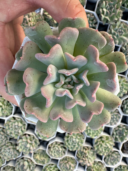 AS21 Echeveria 'Fly to the Sky'(Pot size 2.6in)/Echeveria/Variegated Natural Live Plants Succulents