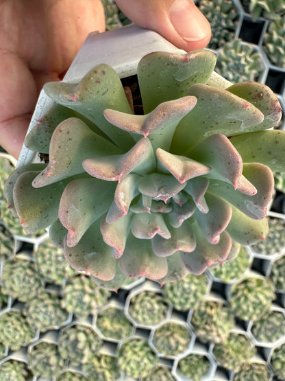 AS21 Echeveria 'Fly to the Sky'(Pot size 2.6in)/Echeveria/Variegated Natural Live Plants Succulents