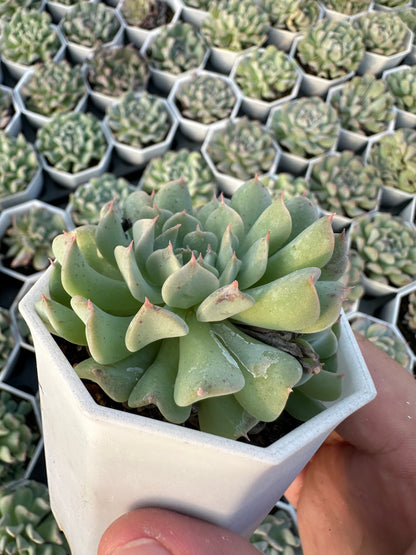 AS21 Echeveria 'Fly to the Sky'(Pot size 2.6in)/Echeveria/Variegated Natural Live Plants Succulents