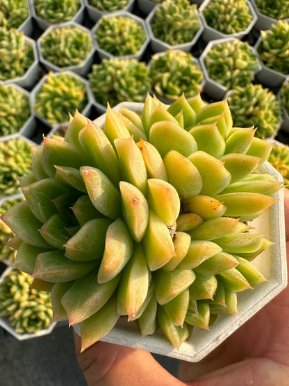 AS22 Sedum morganianum cluster(Pot size 2.6in)/Echeveria/Variegated Natural Live Plants Succulents