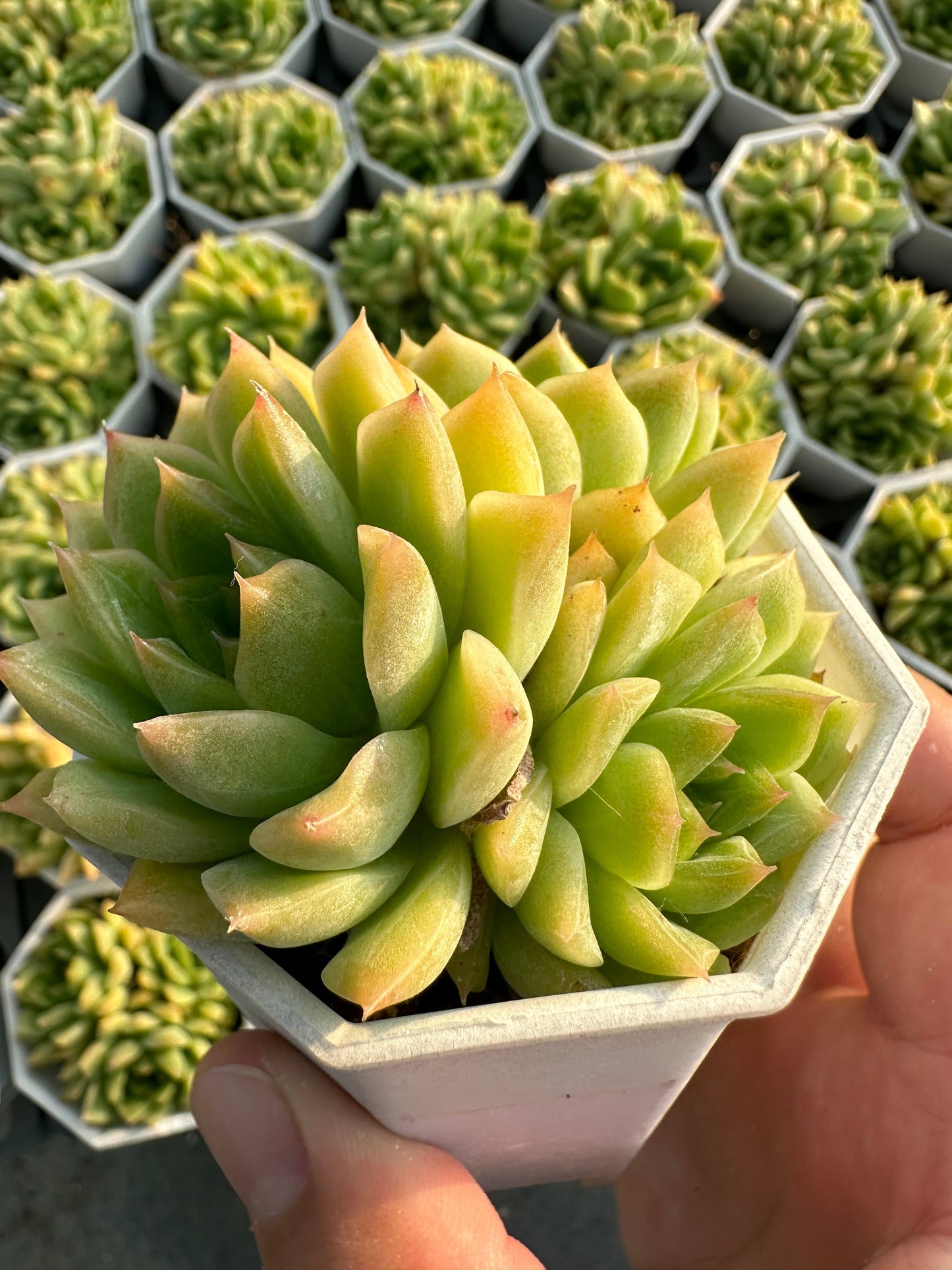 AS22 Sedum morganianum cluster(Pot size 2.6in)/Echeveria/Variegated Natural Live Plants Succulents