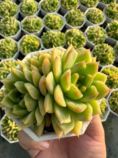 AS22 Sedum morganianum cluster(Pot size 2.6in)/Echeveria/Variegated Natural Live Plants Succulents