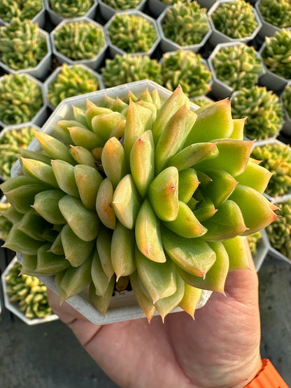 AS22 Sedum morganianum cluster(Pot size 2.6in)/Echeveria/Variegated Natural Live Plants Succulents