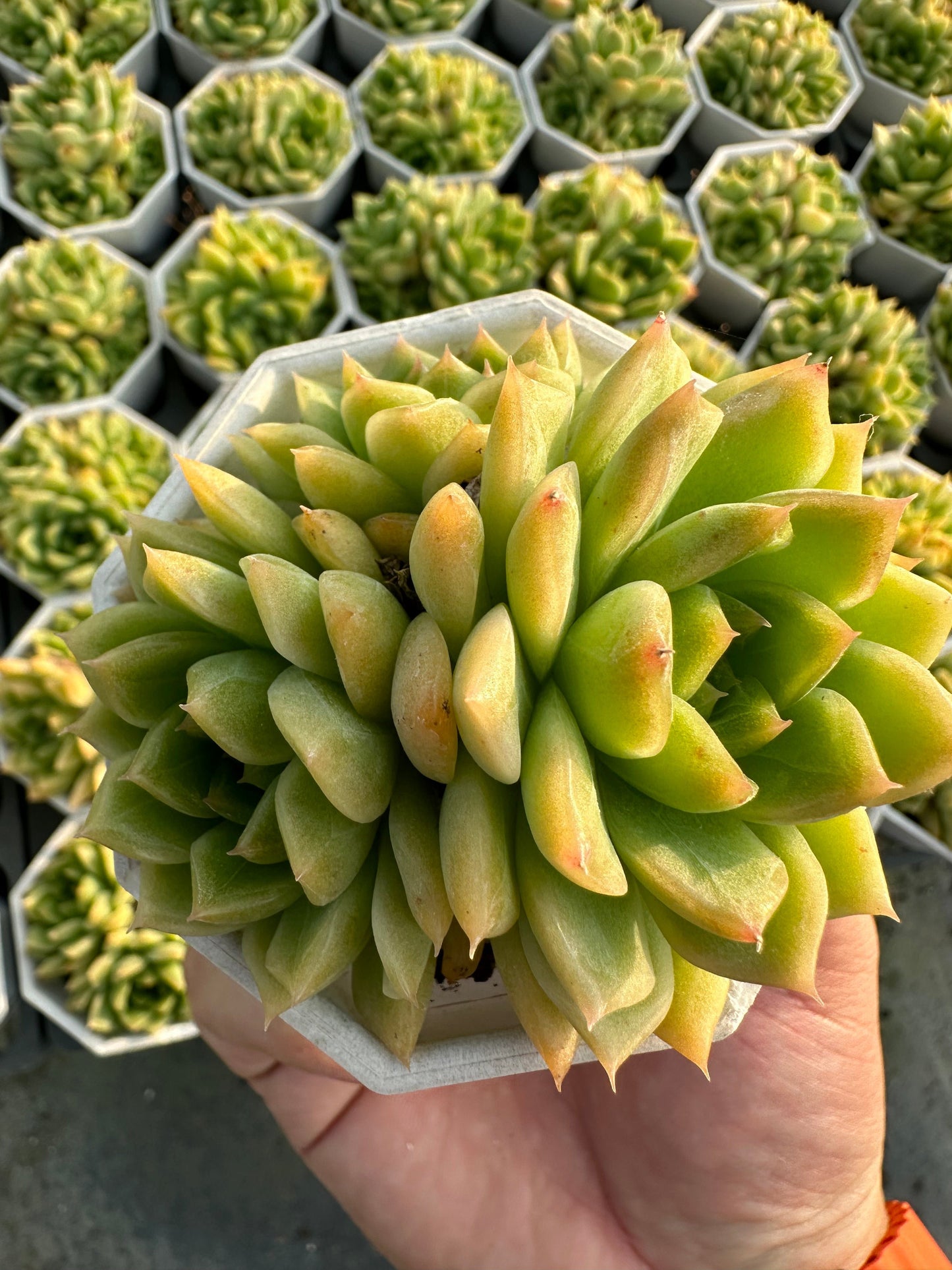 AS22 Sedum morganianum cluster(Pot size 2.6in)/Echeveria/Variegated Natural Live Plants Succulents