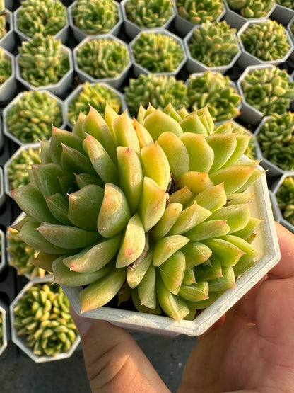 AS22 Sedum morganianum cluster(Pot size 2.6in)/Echeveria/Variegated Natural Live Plants Succulents