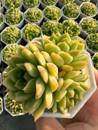 AS22 Sedum morganianum cluster(Pot size 2.6in)/Echeveria/Variegated Natural Live Plants Succulents