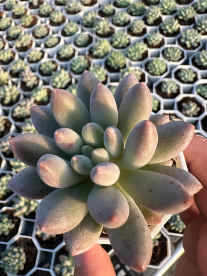 AS23 xPachyveria 'Crown Ball'(Pot size 2.6in)/Echeveria/Variegated Natural Live Plants Succulents