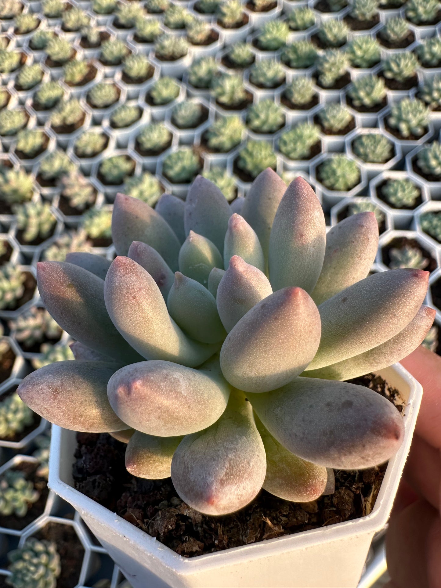 AS23 xPachyveria 'Crown Ball'(Pot size 2.6in)/Echeveria/Variegated Natural Live Plants Succulents