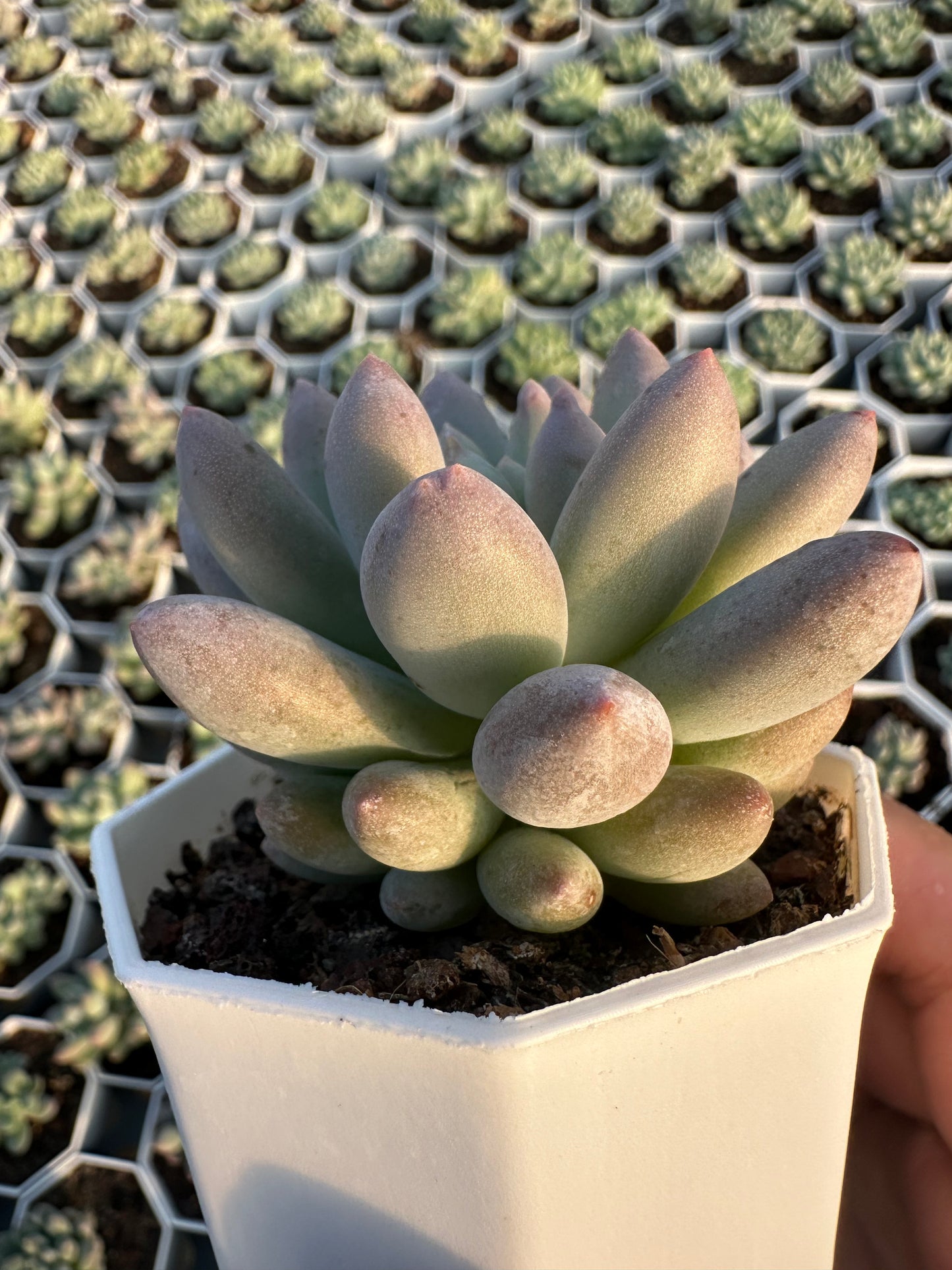 AS23 xPachyveria 'Crown Ball'(Pot size 2.6in)/Echeveria/Variegated Natural Live Plants Succulents