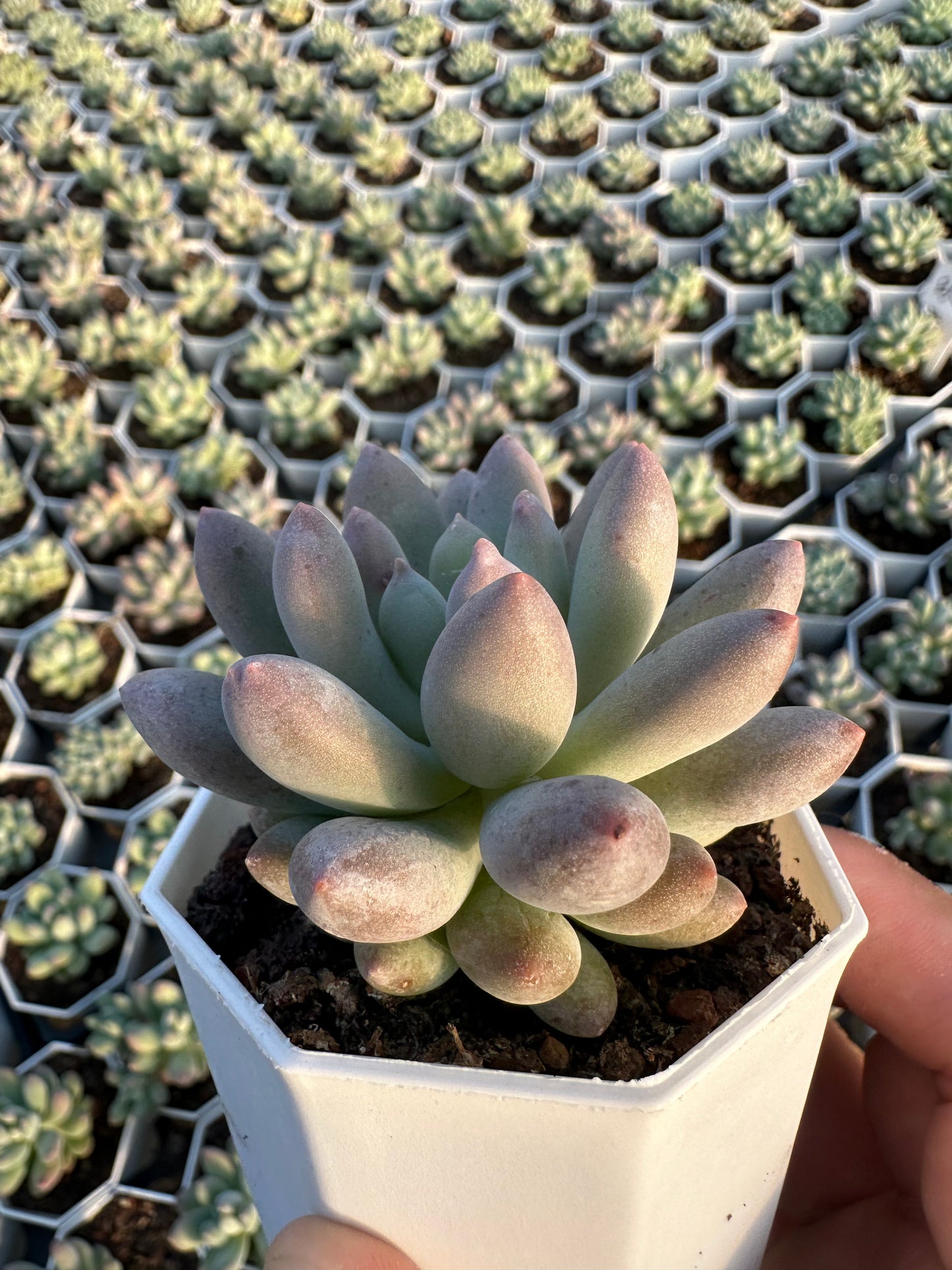 AS23 xPachyveria 'Crown Ball'(Pot size 2.6in)/Echeveria/Variegated Natural Live Plants Succulents