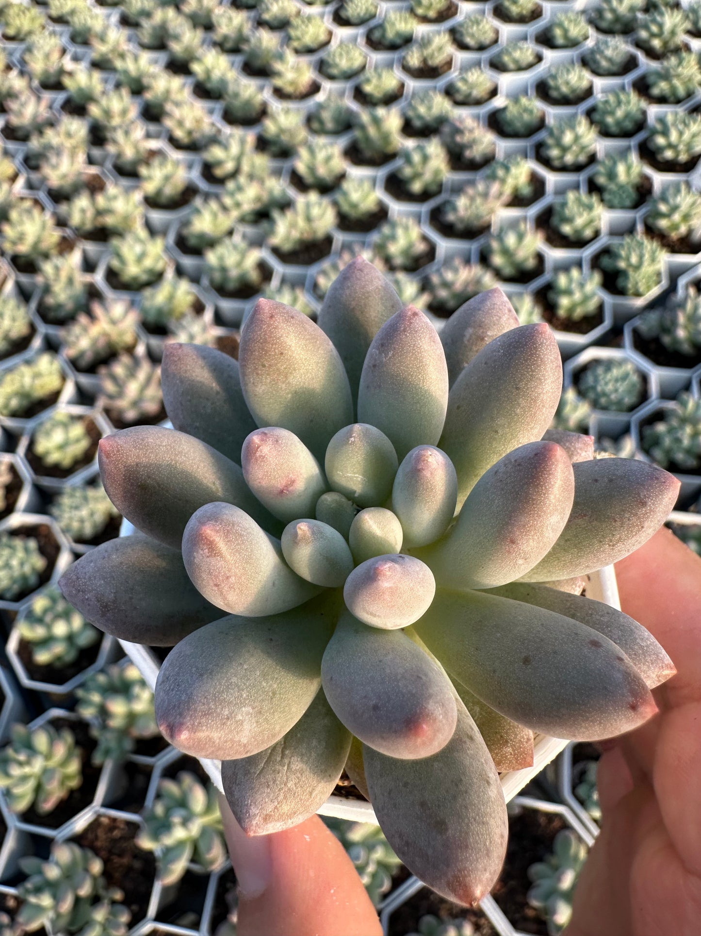 AS23 xPachyveria 'Crown Ball'(Pot size 2.6in)/Echeveria/Variegated Natural Live Plants Succulents