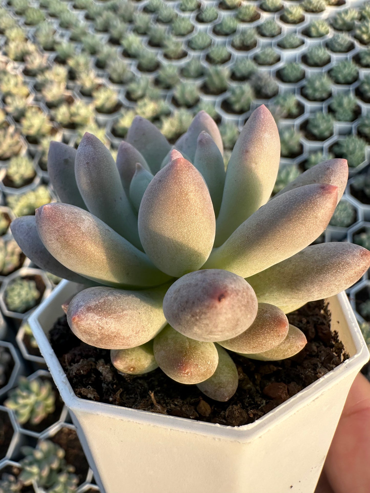 AS23 xPachyveria 'Crown Ball'(Pot size 2.6in)/Echeveria/Variegated Natural Live Plants Succulents