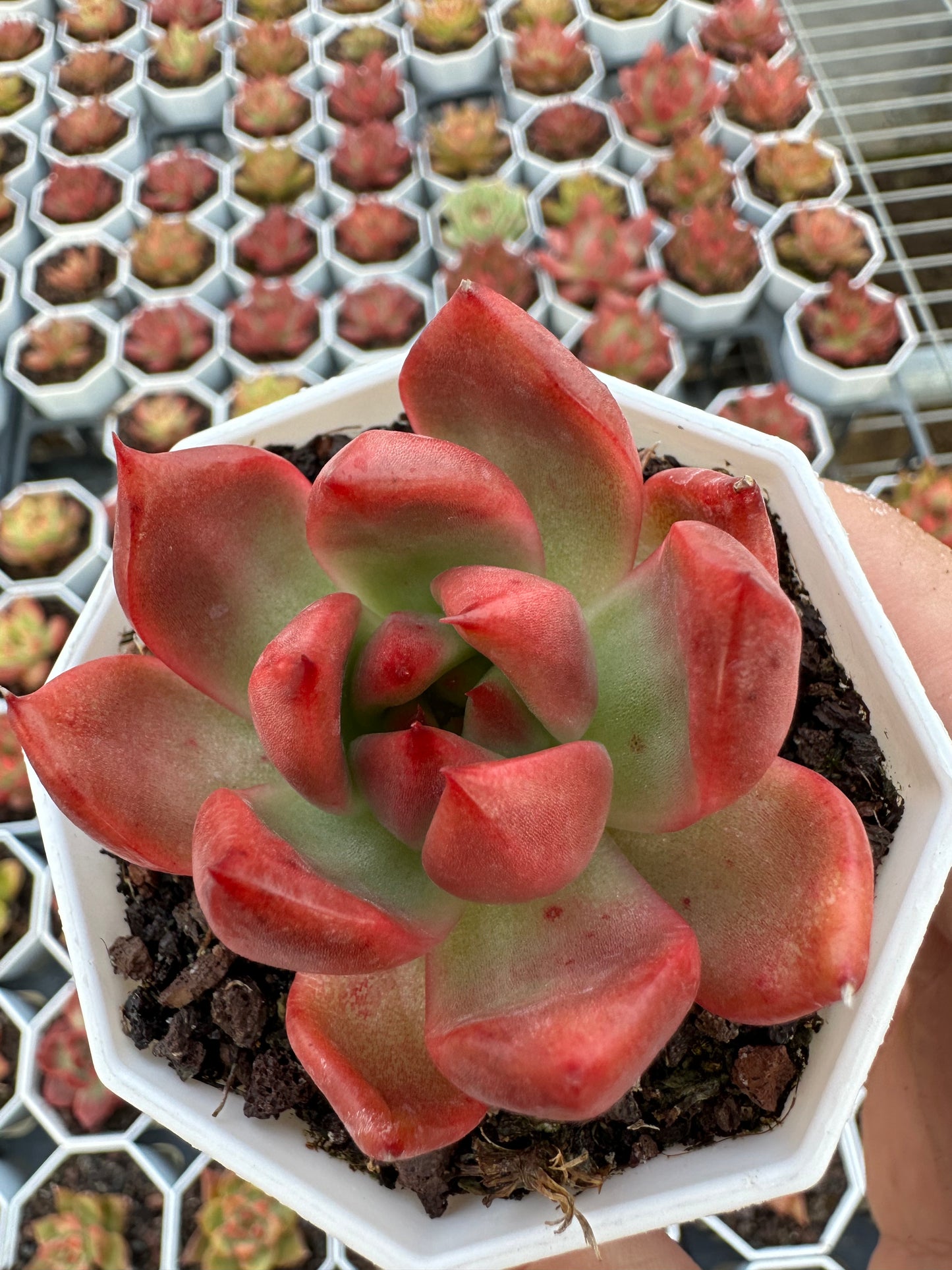 AS24 Echeveria 'Amestro'(Pot size 2.6in)/Echeveria/Variegated Natural Live Plants Succulents