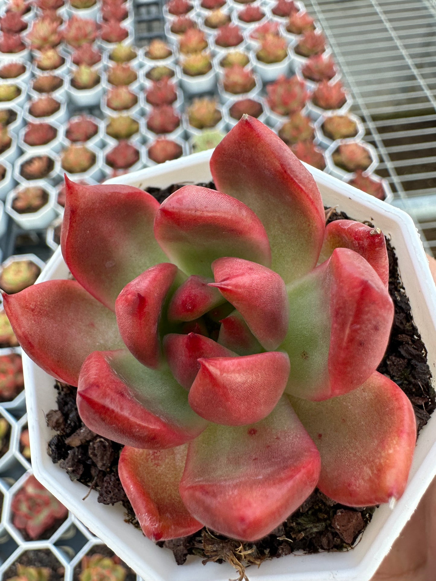 AS24 Echeveria 'Amestro'(Pot size 2.6in)/Echeveria/Variegated Natural Live Plants Succulents