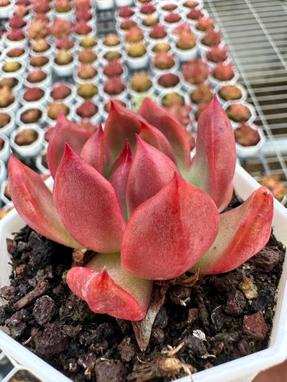 AS24 Echeveria 'Amestro'(Pot size 2.6in)/Echeveria/Variegated Natural Live Plants Succulents