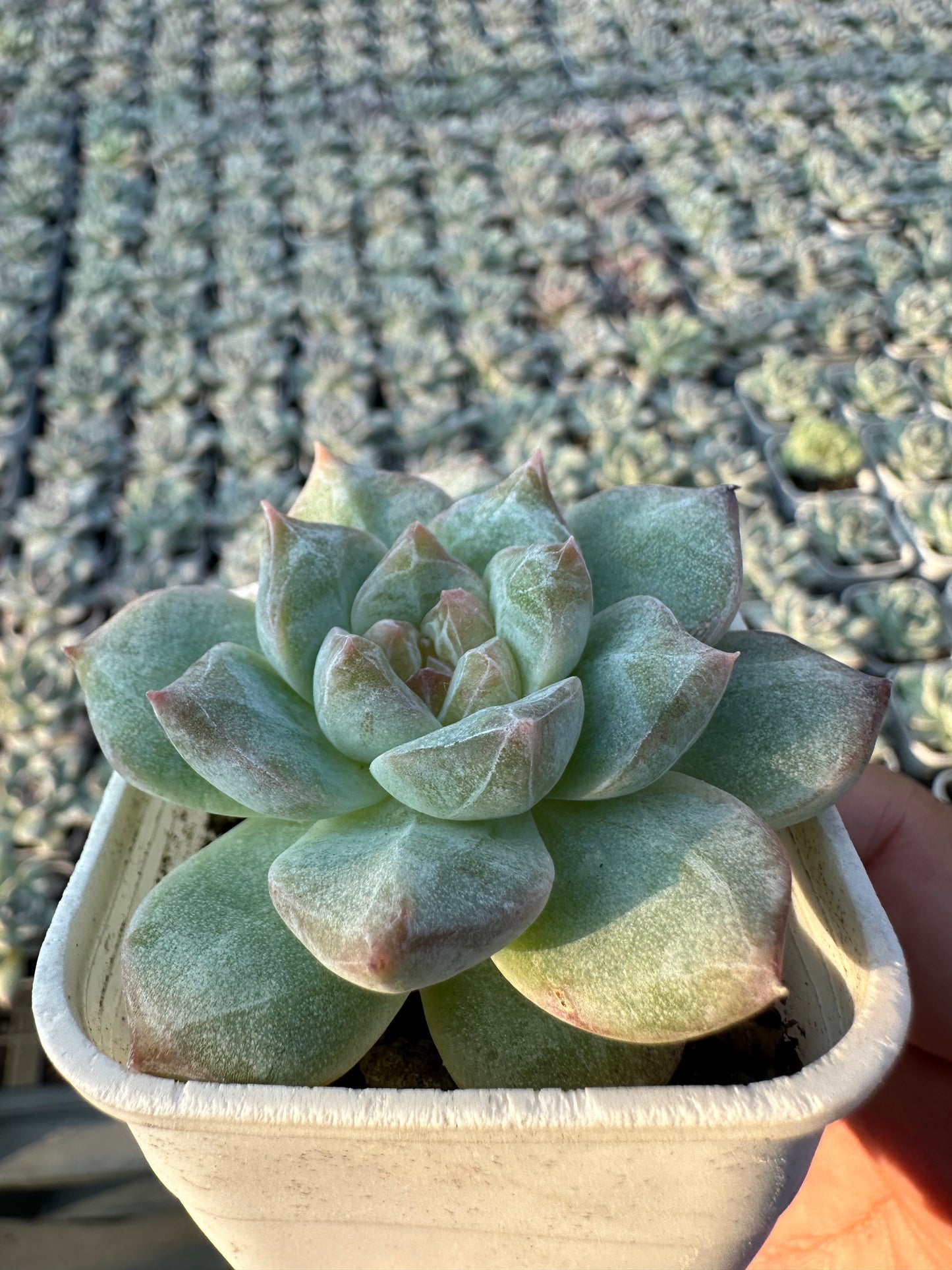 AS25 Pink diamond(Pot size 2in)/Echeveria/Variegated Natural Live Plants Succulents