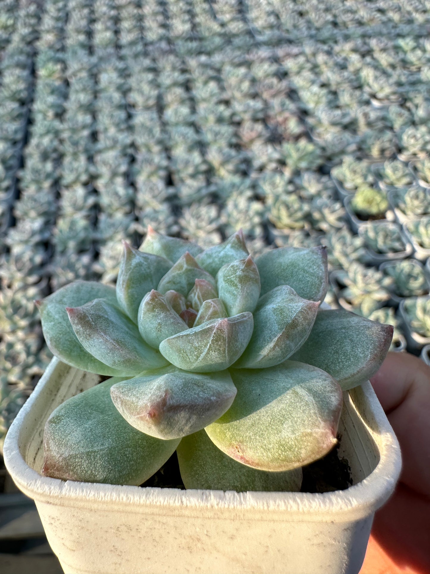 AS25 Pink diamond(Pot size 2in)/Echeveria/Variegated Natural Live Plants Succulents