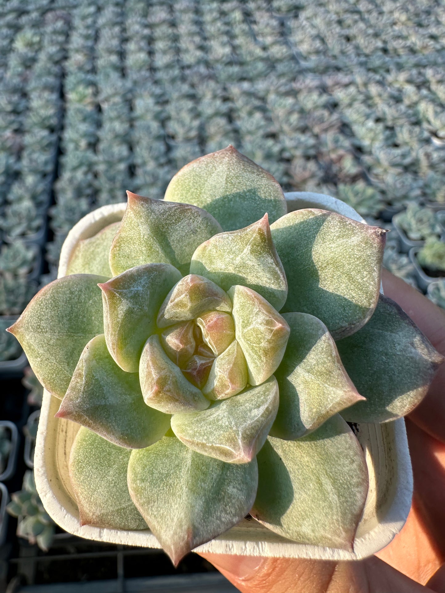 AS25 Pink diamond(Pot size 2in)/Echeveria/Variegated Natural Live Plants Succulents