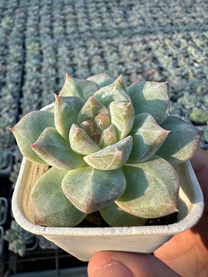 AS25 Pink diamond(Pot size 2in)/Echeveria/Variegated Natural Live Plants Succulents