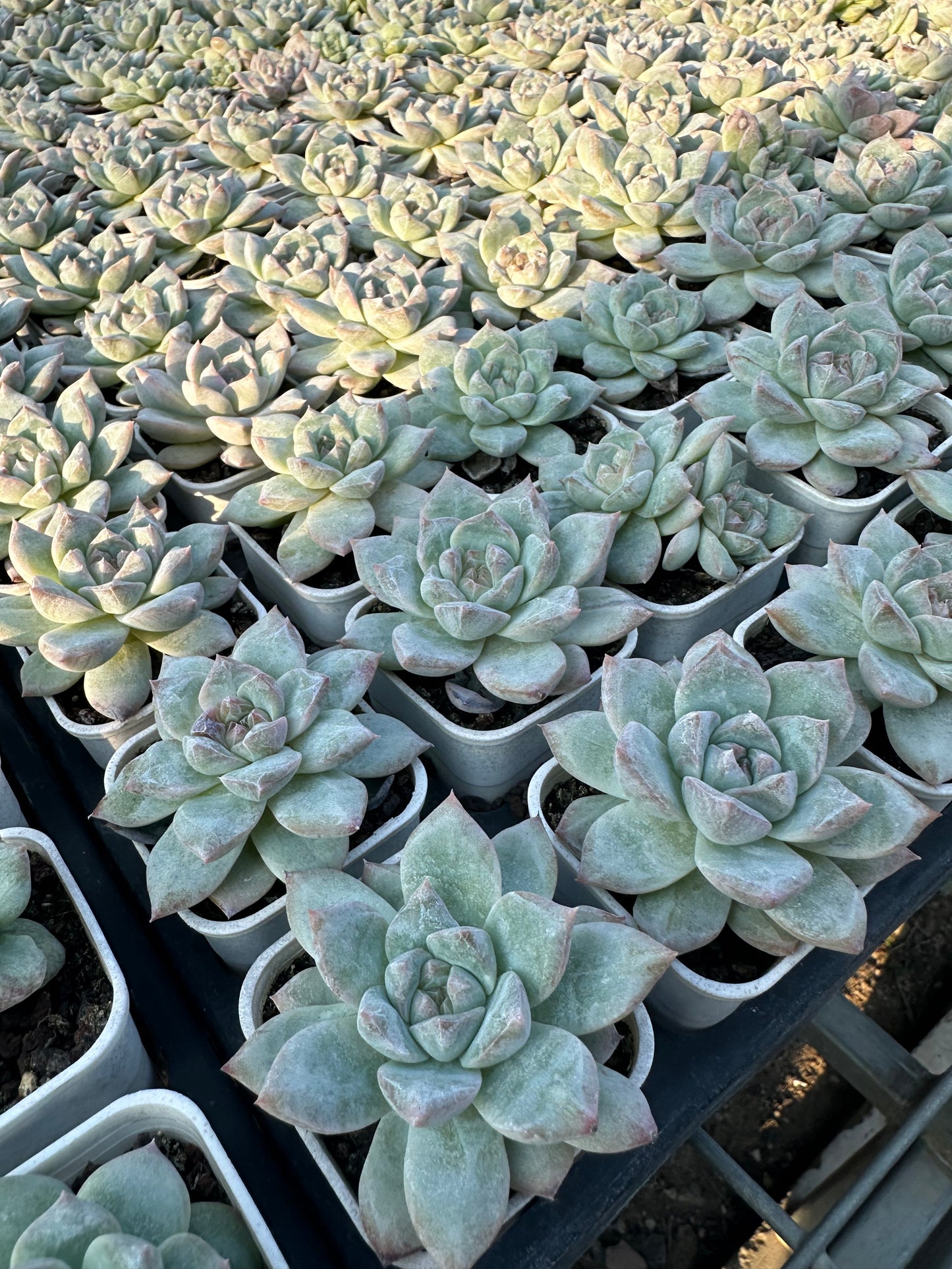 AS25 Pink diamond(Pot size 2in)/Echeveria/Variegated Natural Live Plants Succulents