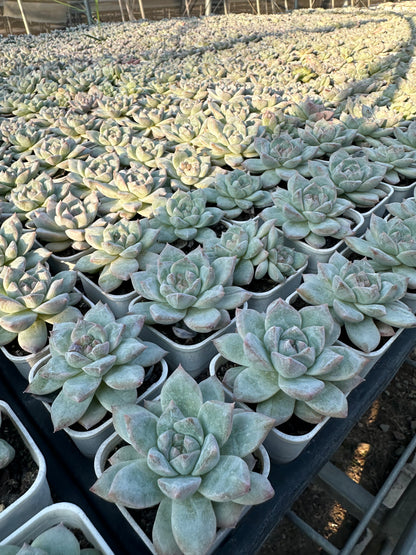 AS25 Pink diamond(Pot size 2in)/Echeveria/Variegated Natural Live Plants Succulents