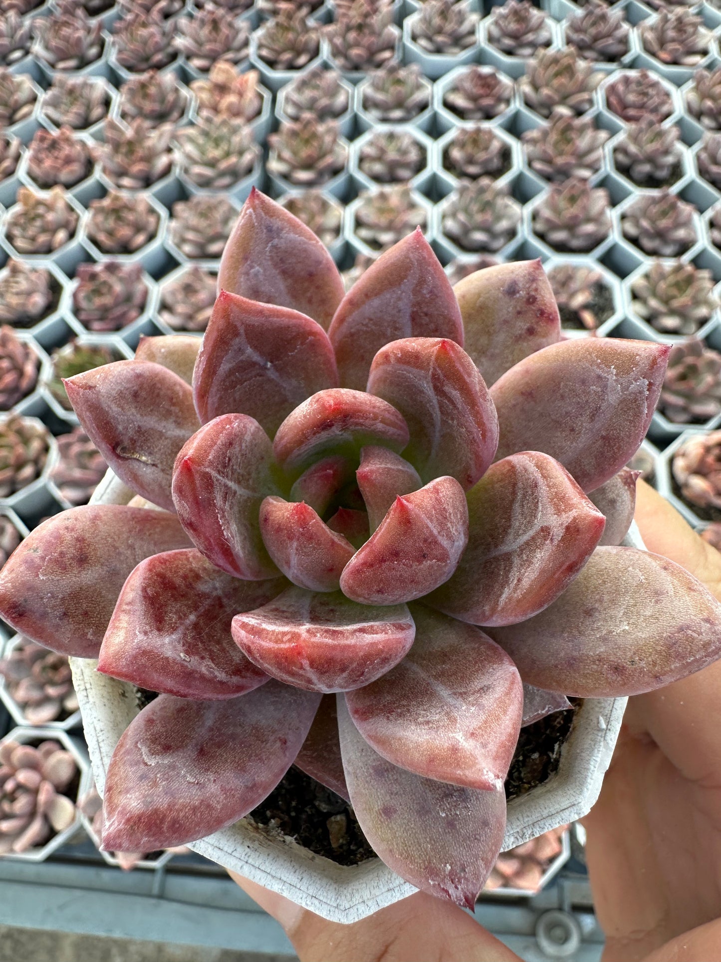 AS26 Echeveria 'Champagne(Pot size 2.6in)/Echeveria/Variegated Natural Live Plants Succulents