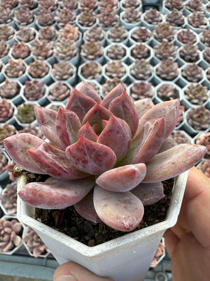 AS26 Echeveria 'Champagne(Pot size 2.6in)/Echeveria/Variegated Natural Live Plants Succulents