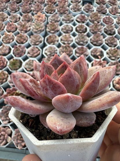 AS26 Echeveria 'Champagne(Pot size 2.6in)/Echeveria/Variegated Natural Live Plants Succulents