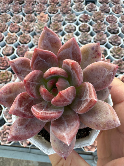 AS26 Echeveria 'Champagne(Pot size 2.6in)/Echeveria/Variegated Natural Live Plants Succulents