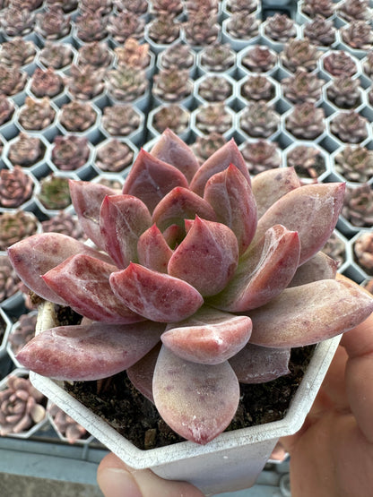 AS26 Echeveria 'Champagne(Pot size 2.6in)/Echeveria/Variegated Natural Live Plants Succulents