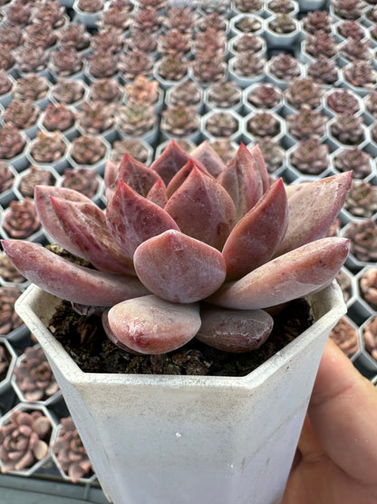 AS26 Echeveria 'Champagne(Pot size 2.6in)/Echeveria/Variegated Natural Live Plants Succulents