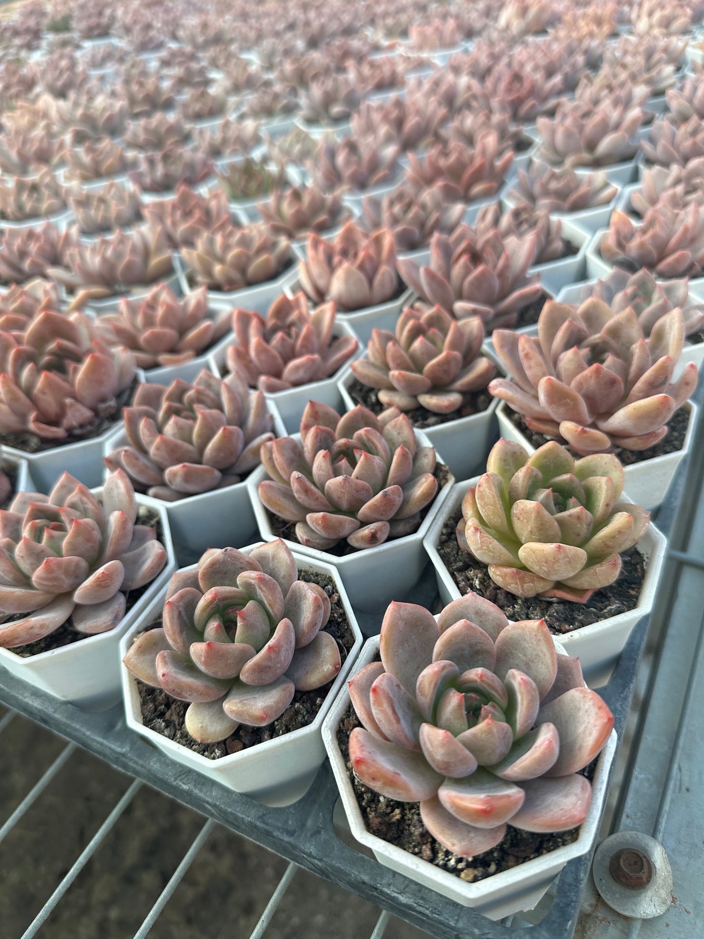 AS26 Echeveria 'Champagne(Pot size 2.6in)/Echeveria/Variegated Natural Live Plants Succulents