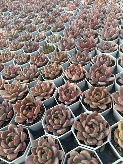 AS26 Echeveria 'Champagne(Pot size 2.6in)/Echeveria/Variegated Natural Live Plants Succulents